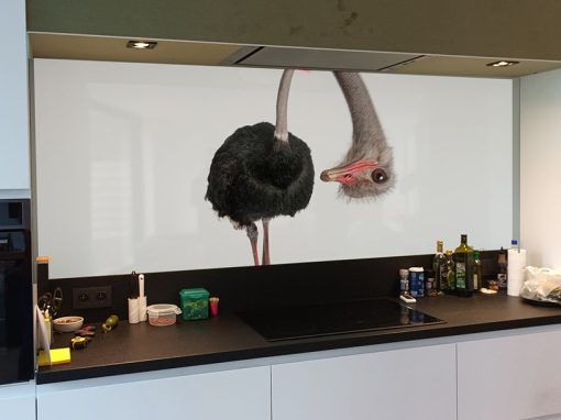 Zambala_struisvogel